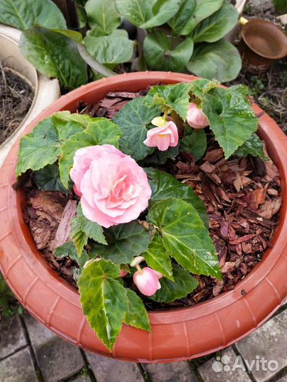 Кора сибирской лиственницы