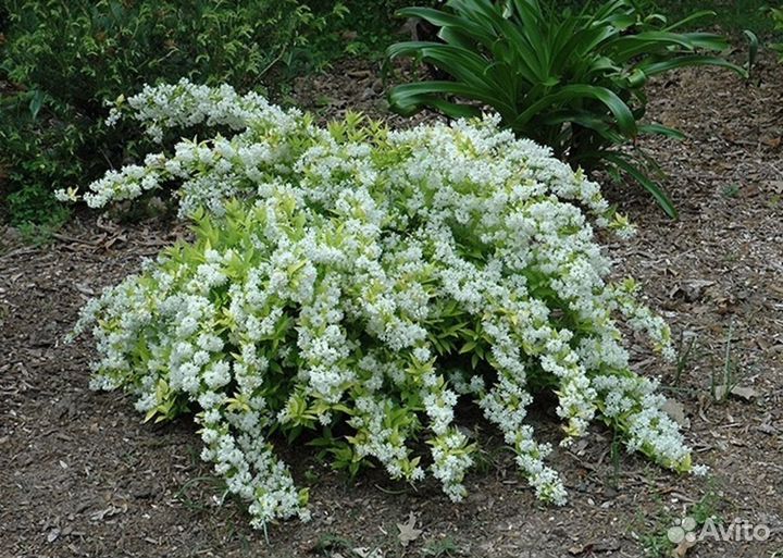 Красивоцветущие кустарники Лаванда