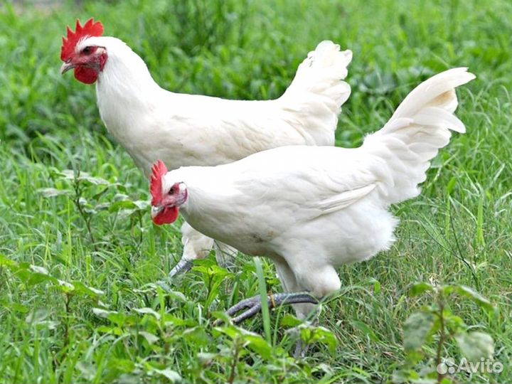 Куры Несушки, Бесплатная доставка