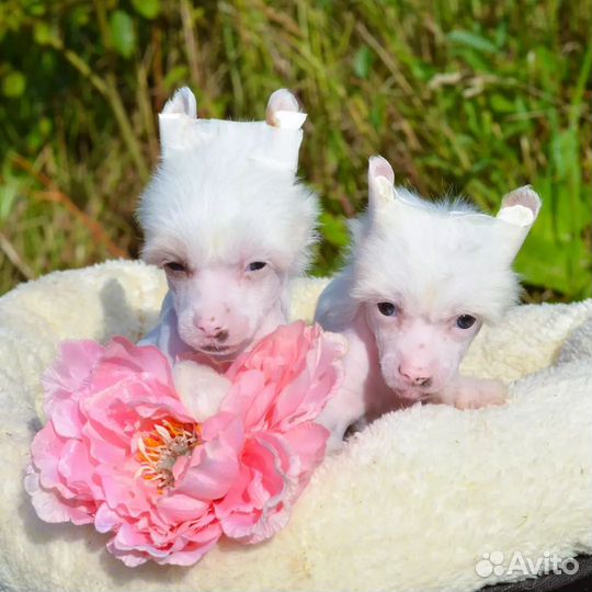 Сказочно красивые щенки 1,5 мес