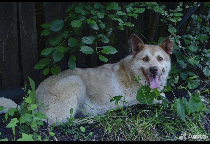 Особенный Макс ищет дом