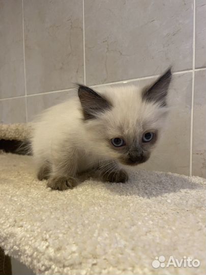 Сиамский котенок девочка