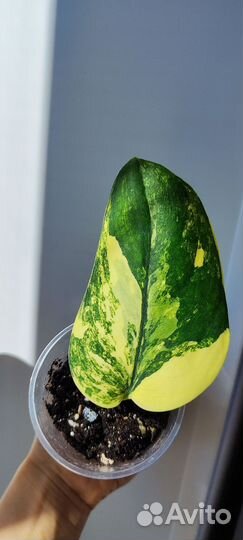 Сциндаптус жаде сатин вар