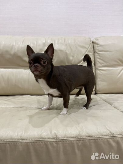 Чихуахуа мини девочка