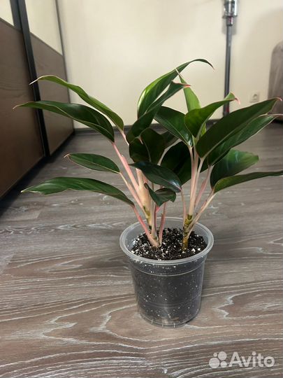 Аглаонема Сиам aurora