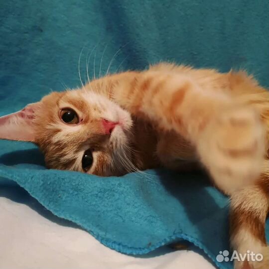 Рыжая кошка ищет дом