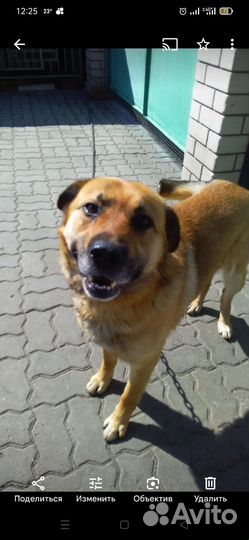 Ищем нового хозяина