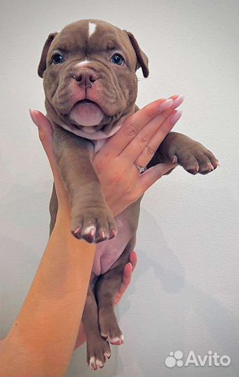 Американский булли микро/покет