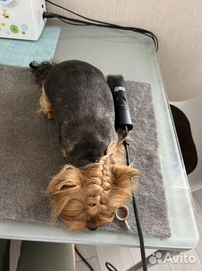 Грумер Стрижка собак, кошек, гигиена