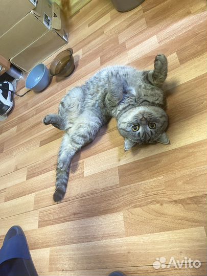 Кошка 2лет