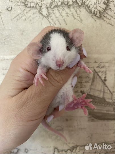 Ручные Крысята Дамбо много окрасов