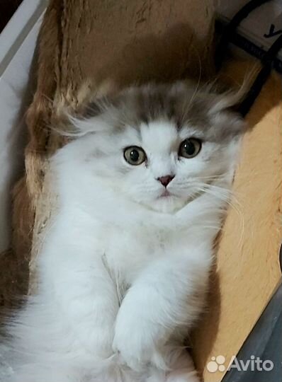 Котик вислоушка