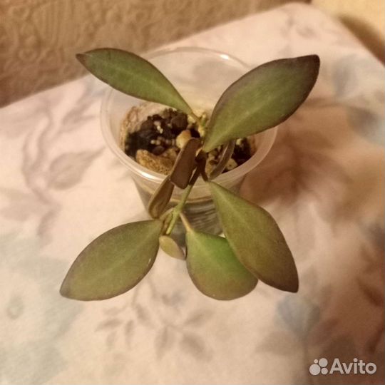 Хойя Тсанги, Матильда