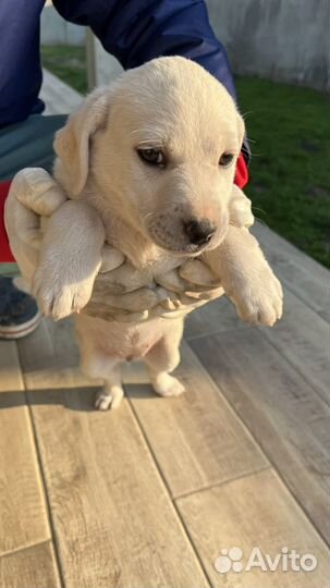 Отдам в добрые руки щенков