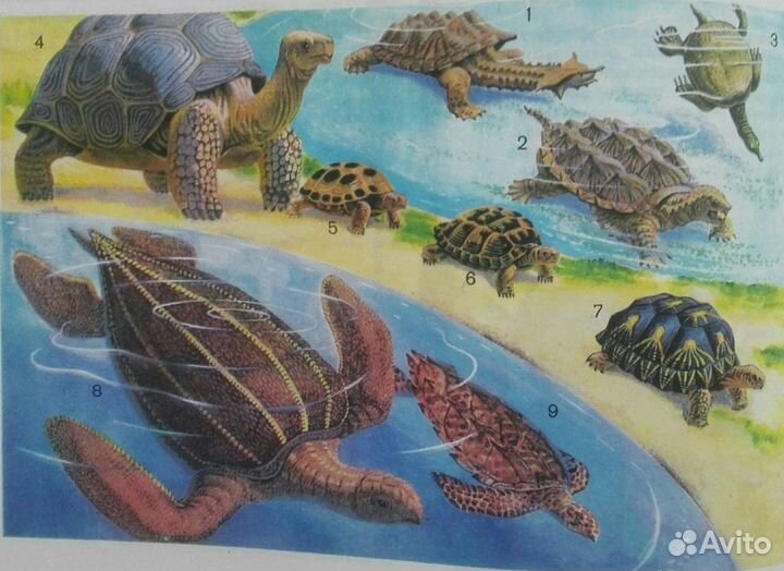 Энциклопедия для детей