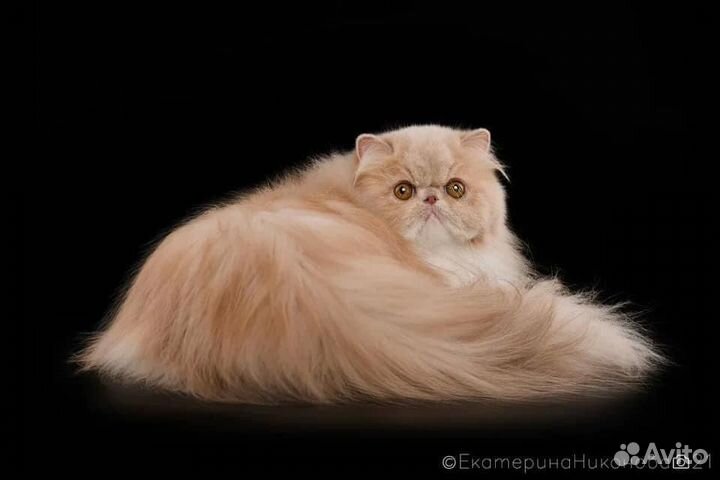 Персидская кошка