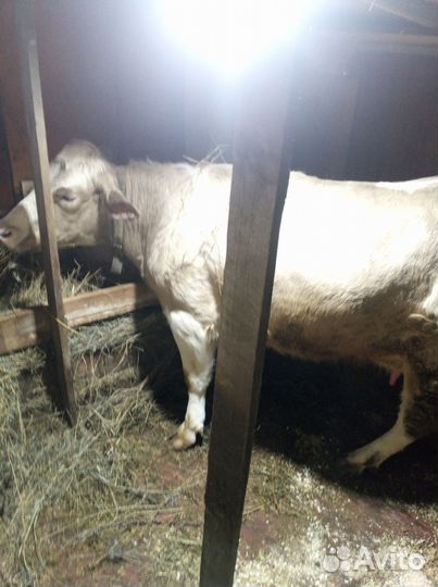 Домашние животные