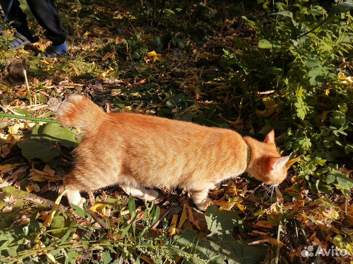 Отдам кошку