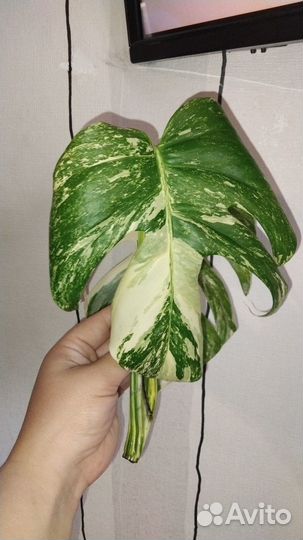 Верхушка монстера вариегатная альба