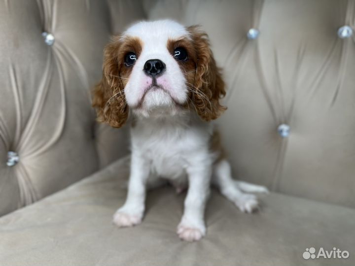 Кавалер кинг чарльз спаниель щенки РКФ