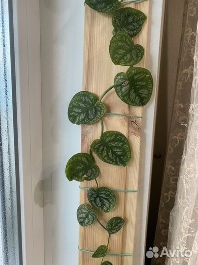 Монстера дубия