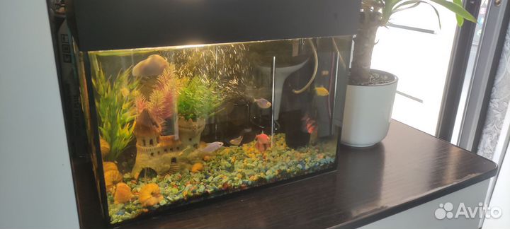 Аквариум