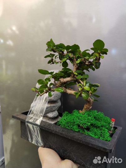 Бонсай с автополивом
