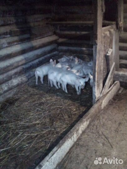 Поросятки полтора месяца