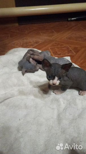 Лысые котята сфинкс