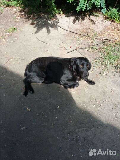 Крепкие малыши охранники