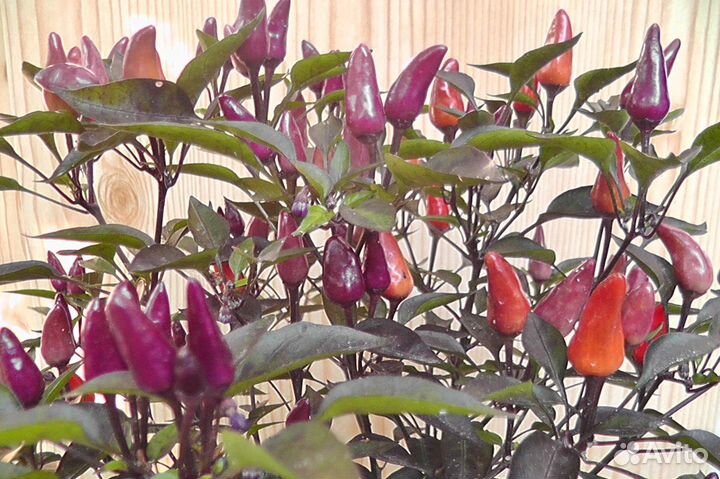 Излишки семян комнатных перцев и томатов