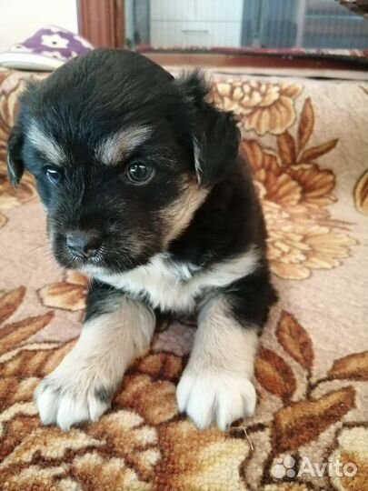 Собаки щенки бесплатно