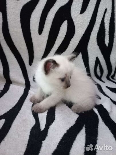 Отдам милую кошечку