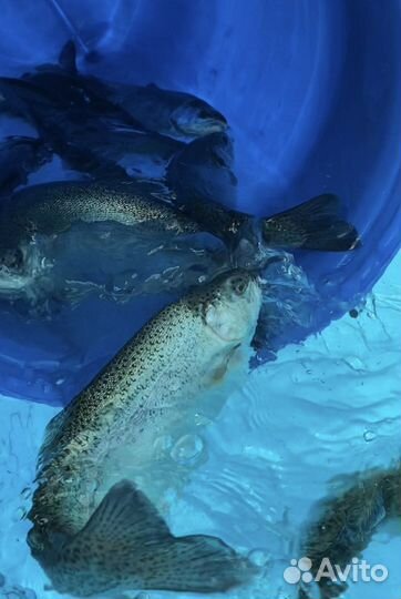 Форель живая