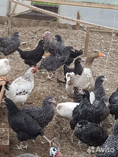 Куры несушки