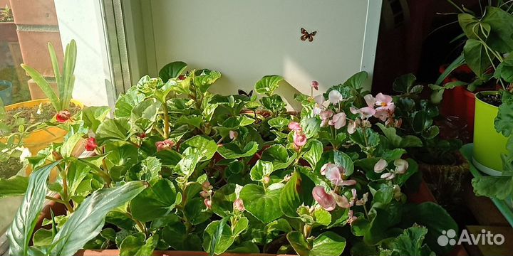 Бегонии вечноцветущие