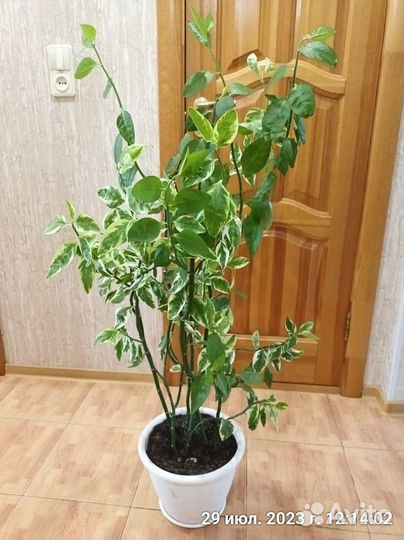 Педилантус