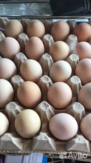 Яйца для инкубации