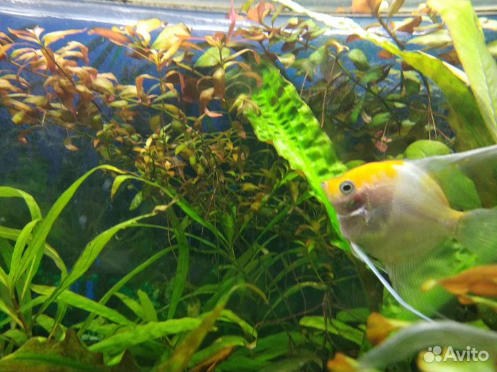 Аквариумные рыбки, улитки и растения