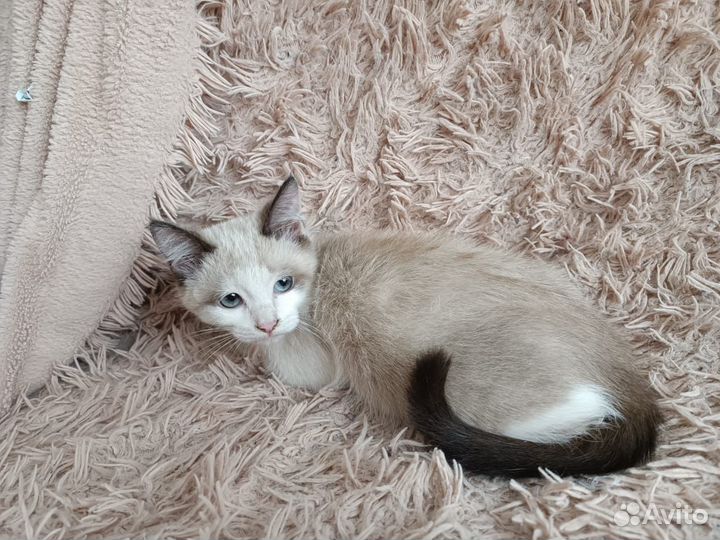 Сиамские котята