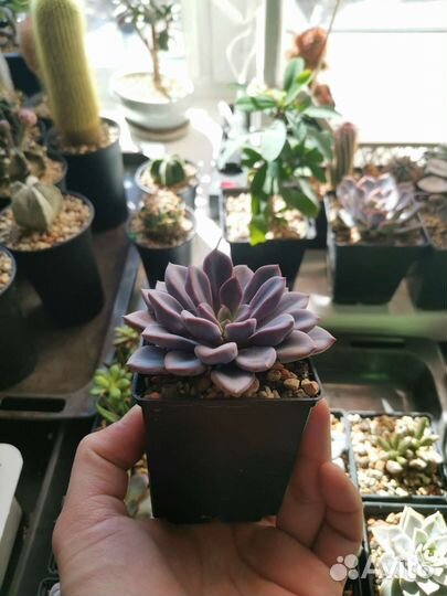 Кактусы и суккуленты