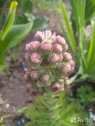 Молодило каменная роза