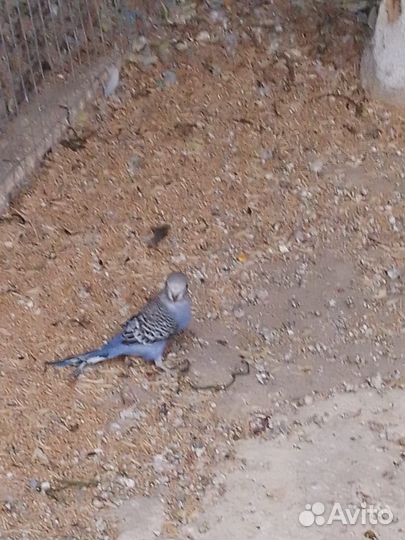 Волнистый попугай