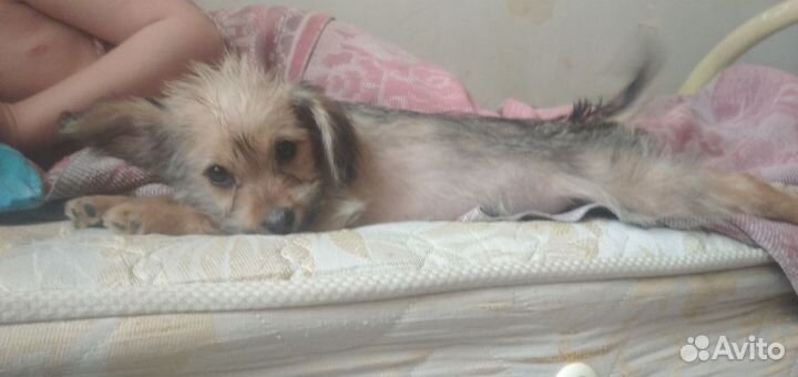 Щенки чихуахуа стандарт