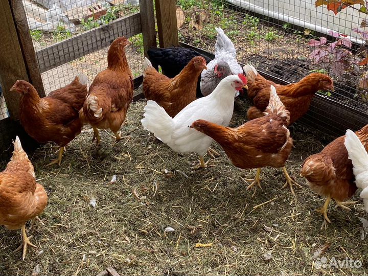 Куры молодки несушки