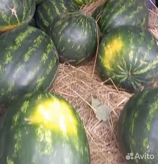 Арбуз Маристо