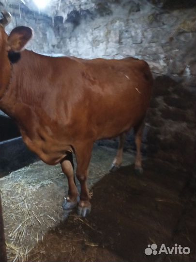 Корова на мясо