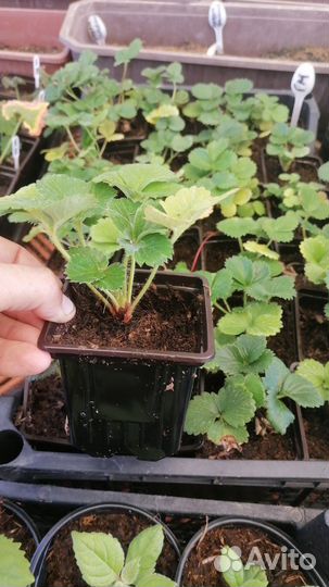 Саженцы Экзотических сортов клубники доставка