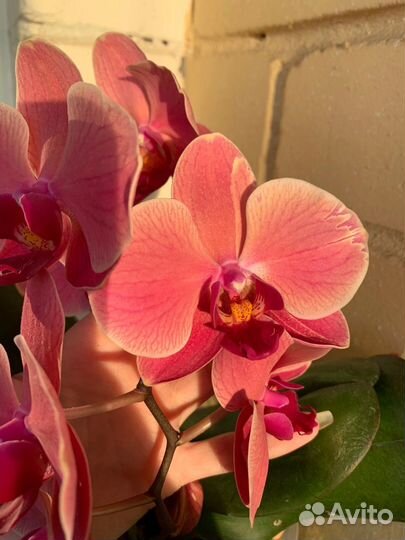 Орхидея Нарбонна