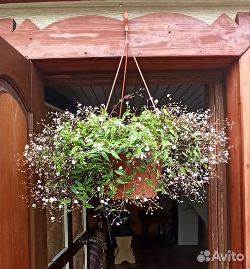 Традесканция Гибазис